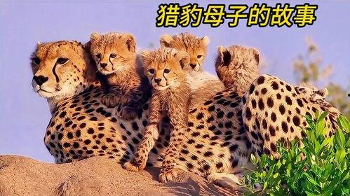 猫科动物的故事,神秘猎手的传奇故事  第3张