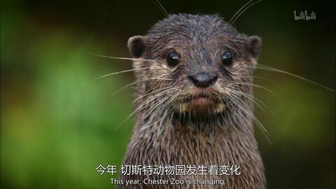 动物的秘密生活 第一季,第一季深度探秘  第3张