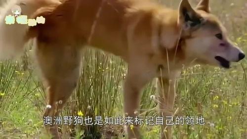 标记你的领地,我的领地概览之旅  第3张