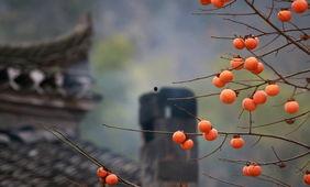 生生相息,探寻生命循环的奥秘  第2张