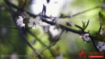 晚春不晚  第3张