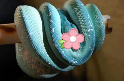 疯狂兰蛇  第3张